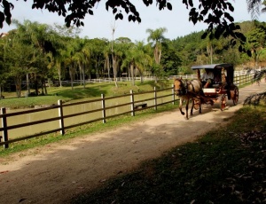 Aos finais de semana, passeios de carro-de-mola 